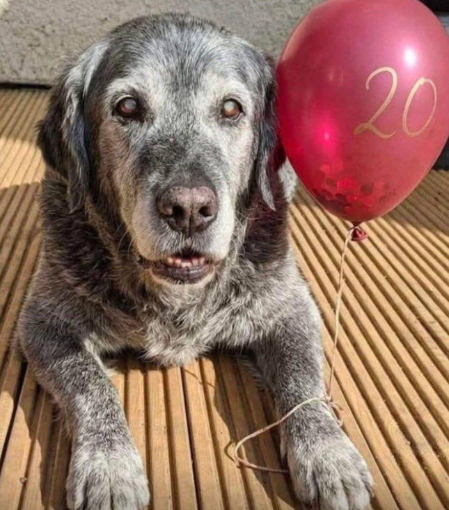 BestinDogs's tweet photo. Send him one ❤️ for his 20s birthday https://t.co/Ll8oxpvAHb