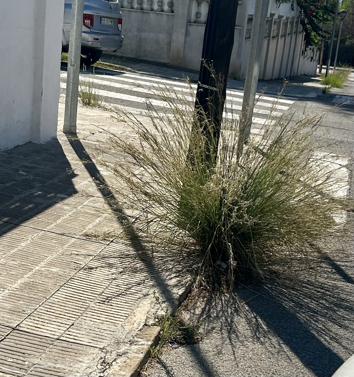 eferrer79's tweet photo. Passen les setmanes i aixi seguim a la Urb. Bellamar de Calafell on els contenidors estan rebentats i plens amb la consequent mala olor i les voreres que ja semblen una jungla. Fins quan @AjCalafell ? Pujeu impostos de basures i ens feu posar guals inutils per tenir aquest servei https://t.co/BHj6sqxks3