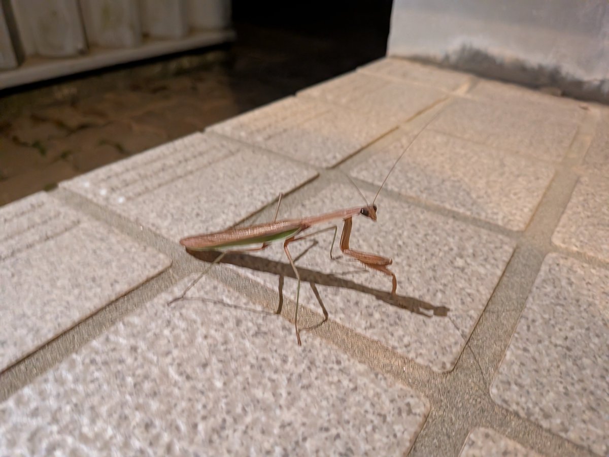 GLOSS1975's tweet photo. カマキリ見っけ！ https://t.co/otgKWSwOnn