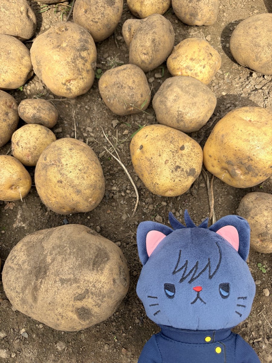 tocotoco105's tweet photo. めぐにゃんさんの家庭菜園記録🥔🥔🥔

🐈‍⬛「今日はじゃがいも掘りをしました！去年は猛暑で小玉が多かったけど、今年はりっぱなおいもがごろごろです😸おれの顔より大きなじゃがいももありました」

※めぐにゃんさんは地面から少し浮かせてます https://t.co/NZFzeXv5aj