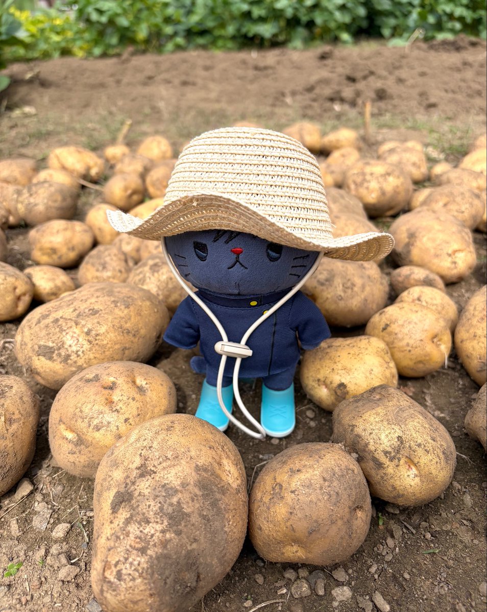 tocotoco105's tweet photo. めぐにゃんさんの家庭菜園記録🥔🥔🥔

🐈‍⬛「今日はじゃがいも掘りをしました！去年は猛暑で小玉が多かったけど、今年はりっぱなおいもがごろごろです😸おれの顔より大きなじゃがいももありました」

※めぐにゃんさんは地面から少し浮かせてます https://t.co/NZFzeXv5aj