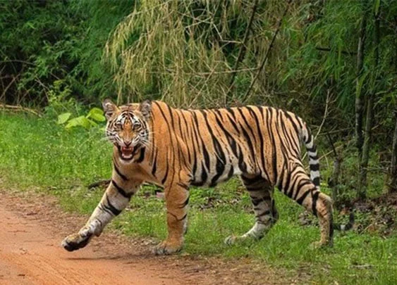 DeshbandhuMp's tweet photo. बांधवगढ़ टाइगर रिजर्व में बाघ देखने पहुंचे ग्रामीण पर बाघ का हमला
https://t.co/TdYvR4IWQJ
#BandhavgarhTigerReserve
#TigerAttack
#ManpurBuffer
#UmariaNews
#WildlifeAlert
#ForestDepartmentMP
#BTR
#MPNews
#BreakingNewsMP
@BandhavgarhTig2
@CollectorUmaria
@Umaria_SP
@minforestmp