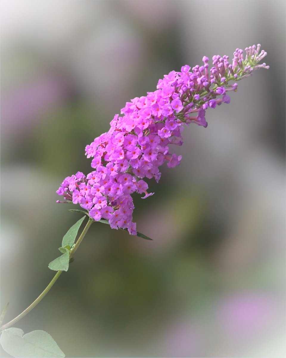 Photo07Machi10's tweet photo. 花 植物 実 自然 景色
#TLを花でいっぱいにしよう
#キリトリセカイ #花写真
#ブッドレア https://t.co/junLb8elAq