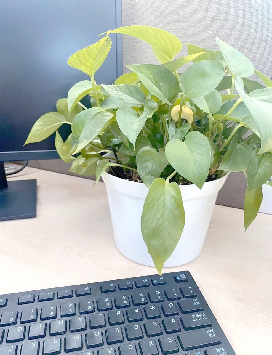 ShirlTerrocao's tweet photo. Just spent 10 mins staring at the office plant, and it’s the best work I’ve done all week. #WorkLifeBalance #OfficeLife， https://t.co/priGEIj1PF