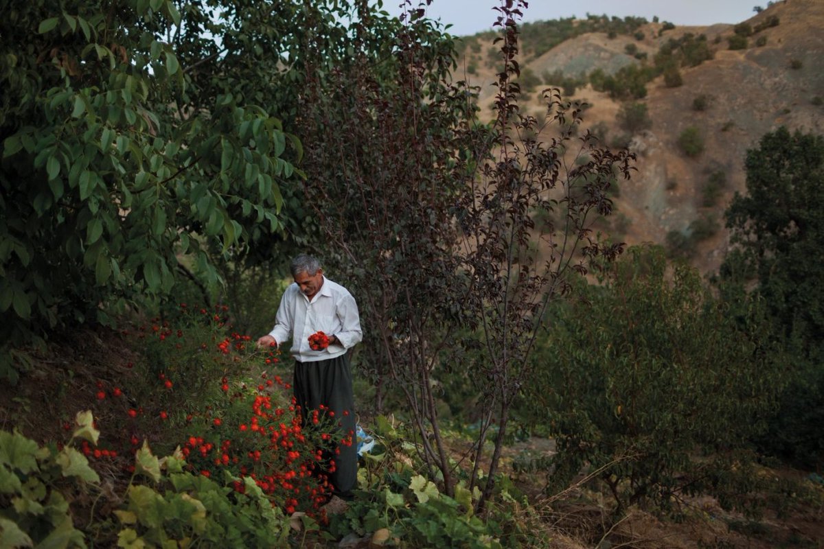 Robinthekurd's tweet photo. Mohammed Haji Mehedin picks marigolds, Seraw, Southern Kurdistan, 2010 by Sebastian Meyer https://t.co/sxAf3npGRO