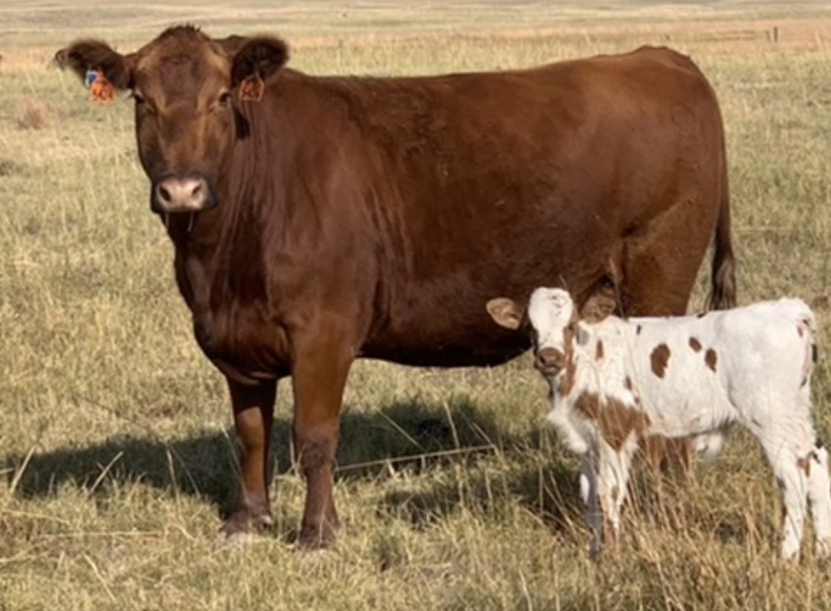 FDGenetics's tweet photo. Happy 6th birthday to this herdmarker!!! Hes definitely a 🫏 but keeps things entertaining around here. https://t.co/0dR9wgZfeI