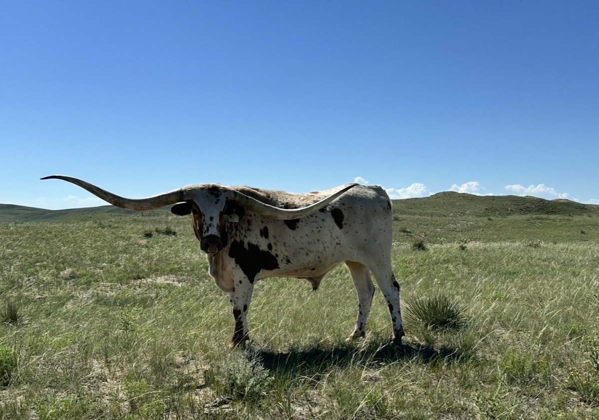 FDGenetics's tweet photo. Happy 6th birthday to this herdmarker!!! Hes definitely a 🫏 but keeps things entertaining around here. https://t.co/0dR9wgZfeI