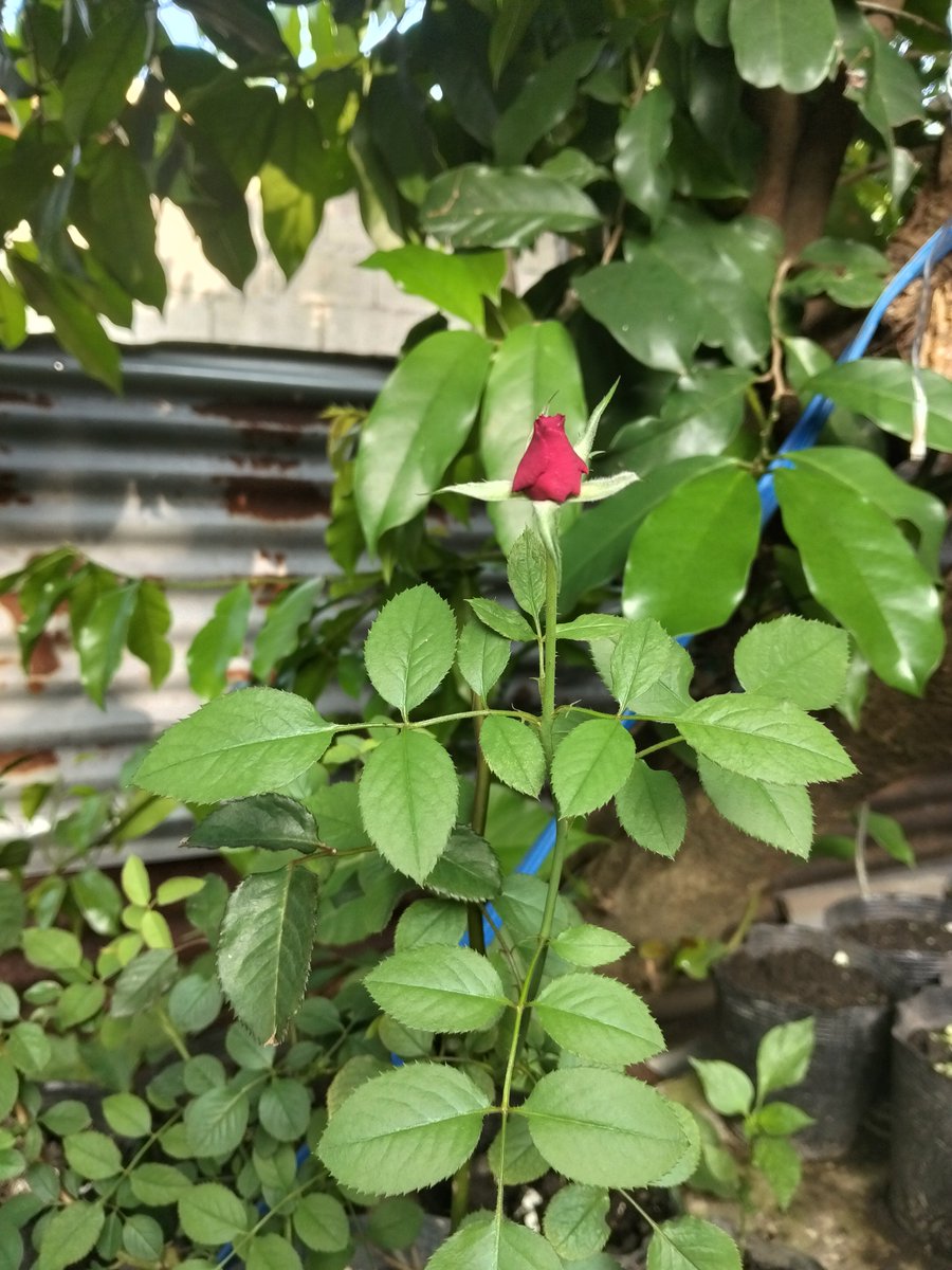 jovns18's tweet photo. “A flower does not think of competing with the flower next to it. It just blooms.” — Koshin Ogui https://t.co/1GXn01TyP0