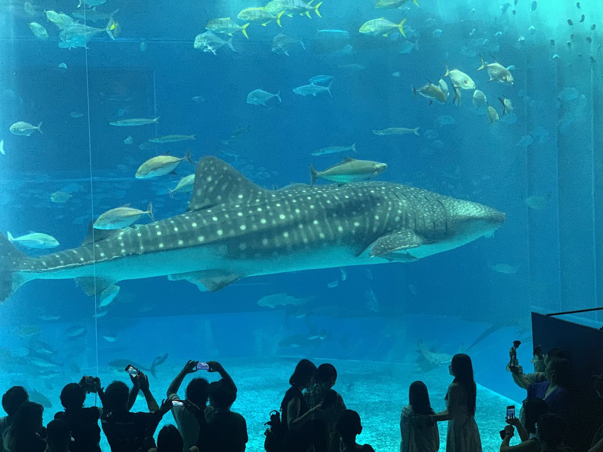 aiRa0690's tweet photo. 美ら海水族館楽しかった😭 https://t.co/zDyj9T1HiJ