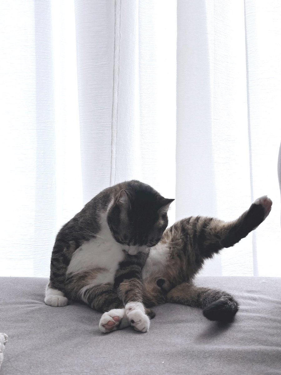 funa27nfc's tweet photo. たいちゃんの毛づくろいショー https://t.co/GXKEd1oyxn