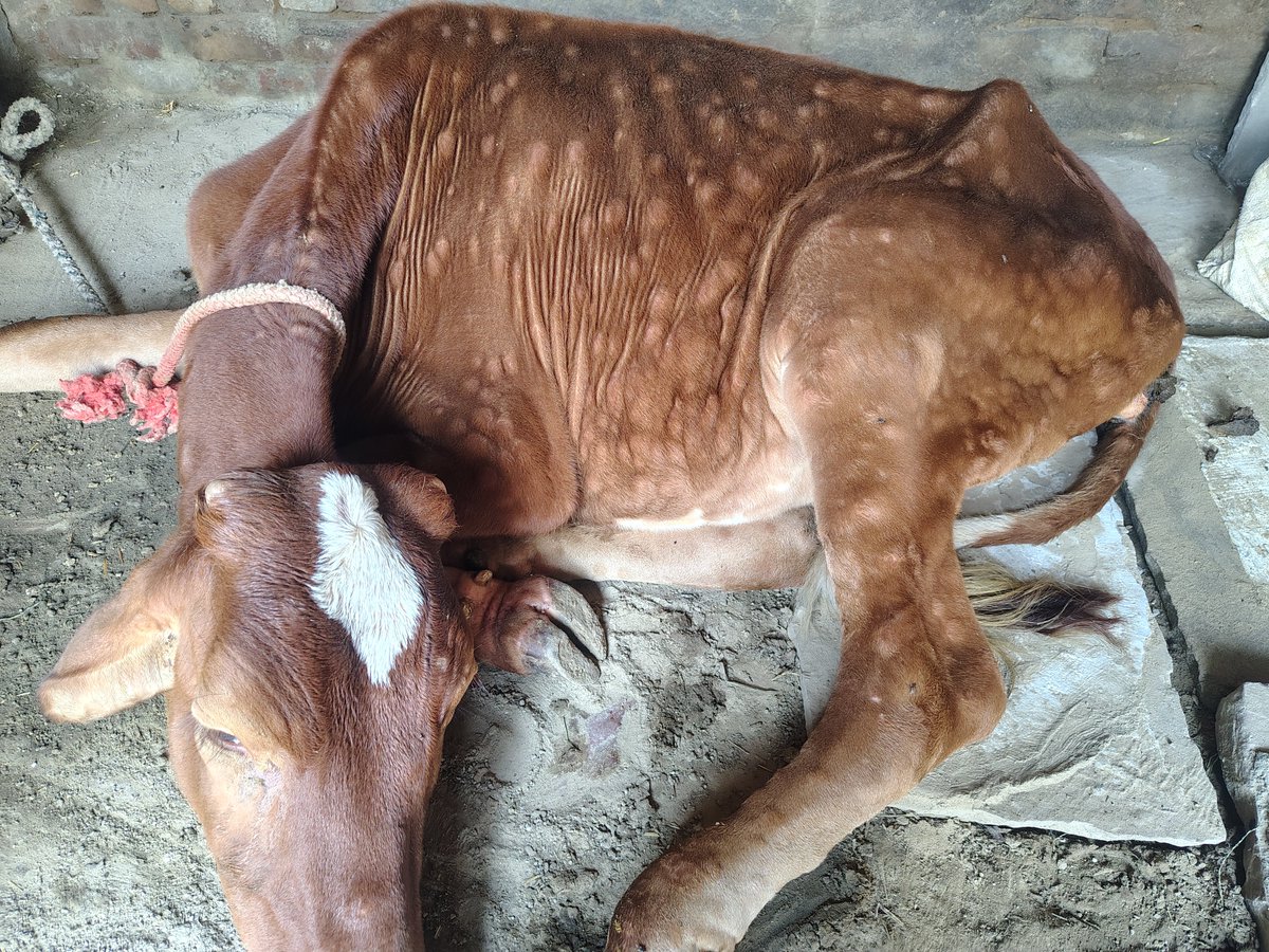 GmailAman's tweet photo. "महोदय, हरियाणा बहादुरगढ़ में पशु को लंपी त्वचा रोग (Lumpy Skin Disease) हो गया है। पशु की हालत खराब है, कृपया जल्द से जल्द सरकारी पशु चिकित्सक की टीम भिजवाएं।पता: वॉर्ड 13 बैंक कॉलोनी, गली नो 6 बहादुरगढ़, झज्जर]मोबाइल नंबर: 9728604208 @cmohry @Dept_of_AHD @DiprHaryana @JhajjarDc https://t.co/wcNmDHavwc