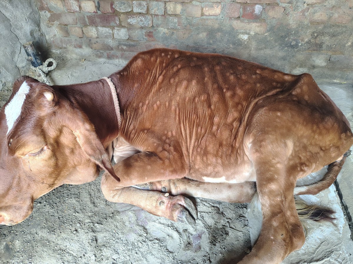 GmailAman's tweet photo. "महोदय, हरियाणा बहादुरगढ़ में पशु को लंपी त्वचा रोग (Lumpy Skin Disease) हो गया है। पशु की हालत खराब है, कृपया जल्द से जल्द सरकारी पशु चिकित्सक की टीम भिजवाएं।पता: वॉर्ड 13 बैंक कॉलोनी, गली नो 6 बहादुरगढ़, झज्जर]मोबाइल नंबर: 9728604208 @cmohry @Dept_of_AHD @DiprHaryana @JhajjarDc https://t.co/wcNmDHavwc