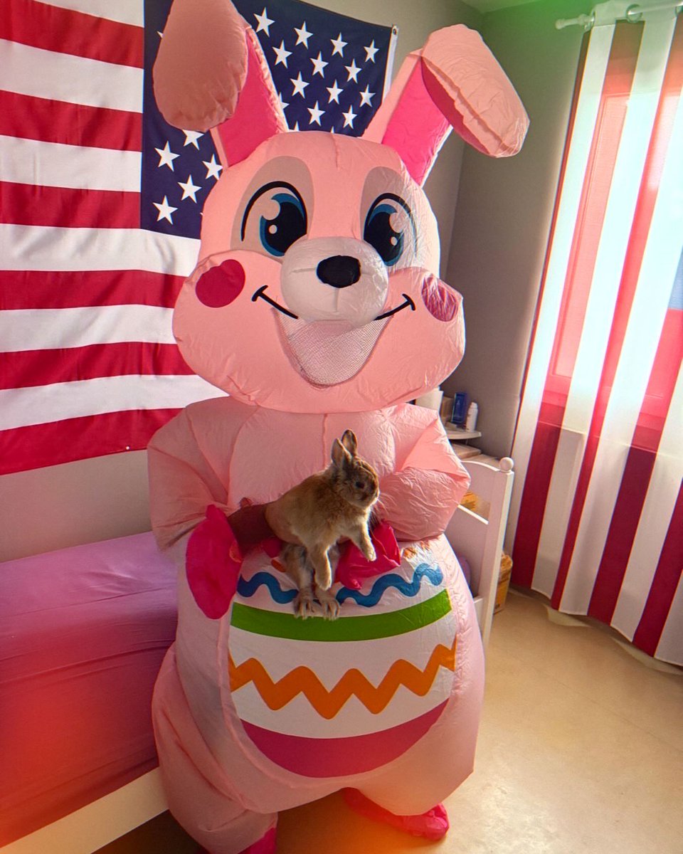 bruno_pressao's tweet photo. Omg 😂Wait What They Doing Bunnies In My BedRoom Lol Funny Joke        #        😂 https://t.co/1ZN3Gi3Dxv