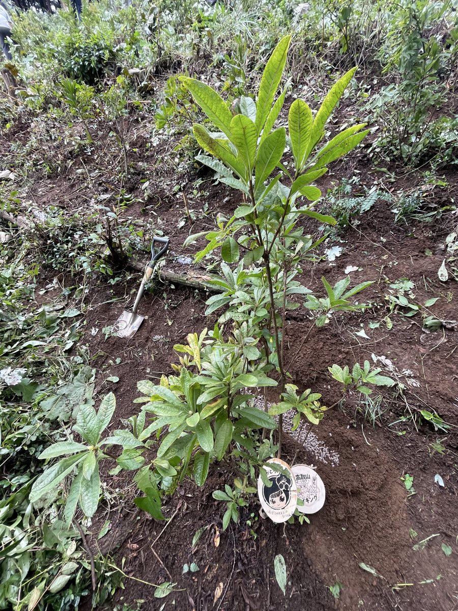 iugoka's tweet photo. 大高取山レンゲツツジ植樹地 
草刈りハイキング..’26.9.13
＞鶏ふん5kgを担ぎ上げる
＞Before am10:00
＞After am10:55
  ..鶏ふん3掬いを30cm山側に施肥 https://t.co/yxPKoATPBz