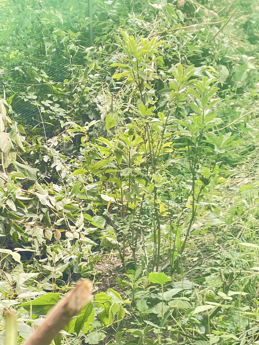 iugoka's tweet photo. 大高取山レンゲツツジ植樹地 
草刈りハイキング..’26.9.13
＞鶏ふん5kgを担ぎ上げる
＞Before am10:00
＞After am10:55
  ..鶏ふん3掬いを30cm山側に施肥 https://t.co/yxPKoATPBz