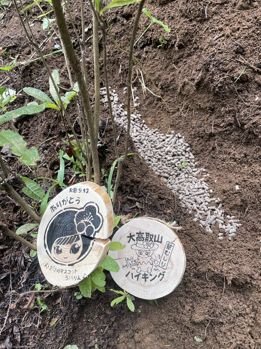 iugoka's tweet photo. 大高取山レンゲツツジ植樹地 
草刈りハイキング..’26.9.13
＞鶏ふん5kgを担ぎ上げる
＞Before am10:00
＞After am10:55
  ..鶏ふん3掬いを30cm山側に施肥 https://t.co/yxPKoATPBz