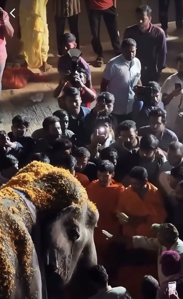 tesoro_arch's tweet photo. PETA will have us believe Madhuri is tortured !!!! 
Madhuri 🧡🧡🧡 https://t.co/vidouTcOMq