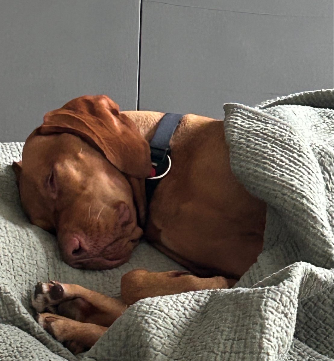 L0UL0UDI's tweet photo. Guus heeft dat relaxte zondag gevoel #Guus https://t.co/E0nU5h5Kt5