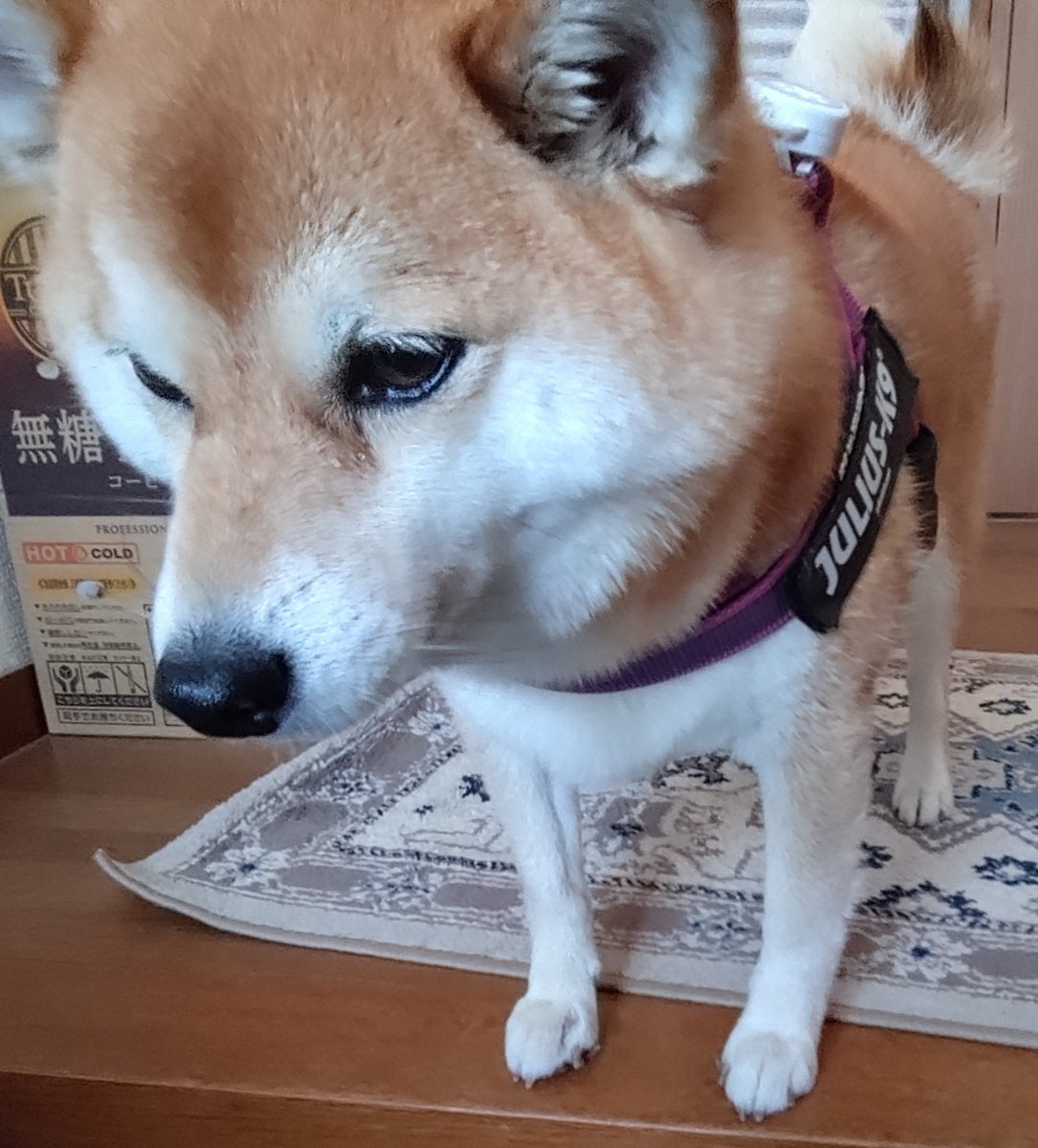 cherymt37's tweet photo. マメの右前足の先に、
プクッと肉？が飛び出して😵‍💫
病院に行ったら
指間性嚢炎と言われました。
アレルギーあるし、
最近よく舐めていたからかなぁ。抗生剤とステロイドの飲み薬をもらいました。
写真は１日経って、少し腫れが引いてきたもの。
よく、乾かすと良いらしい。 https://t.co/tBQCvdBTvS
