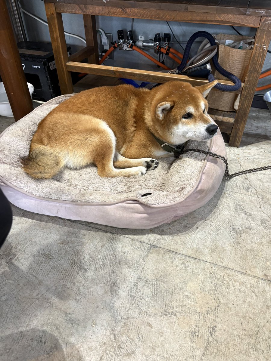 chinageee's tweet photo. うおお大天使看板犬イーーーーヌ https://t.co/JUmPFpOTN5