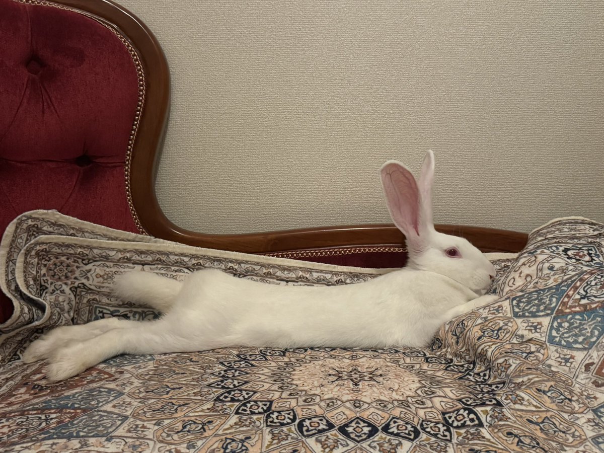 v_nechiko's tweet photo. AIにビジューコーデしてもらったら微妙に違ったけど可愛い🐇(左手元々消えてる)
ボロボロのカーテンがこう…🎀🌙✨💎 https://t.co/Uz3VSDUnre
