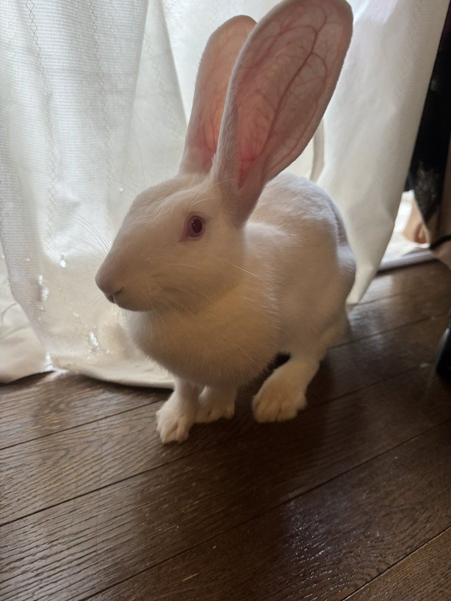 v_nechiko's tweet photo. AIにビジューコーデしてもらったら微妙に違ったけど可愛い🐇(左手元々消えてる)
ボロボロのカーテンがこう…🎀🌙✨💎 https://t.co/Uz3VSDUnre