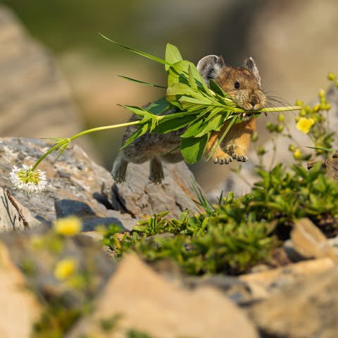 EvolveWildlife's tweet photo. An American pika dashes over lichen-crusted rocks, jaws stuffed with grass it will cure and cache for the coming winter.

📷 Jeff Jones https://t.co/ggYiINdR7a
