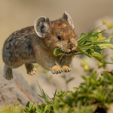 EvolveWildlife's tweet photo. An American pika dashes over lichen-crusted rocks, jaws stuffed with grass it will cure and cache for the coming winter.

📷 Jeff Jones https://t.co/ggYiINdR7a