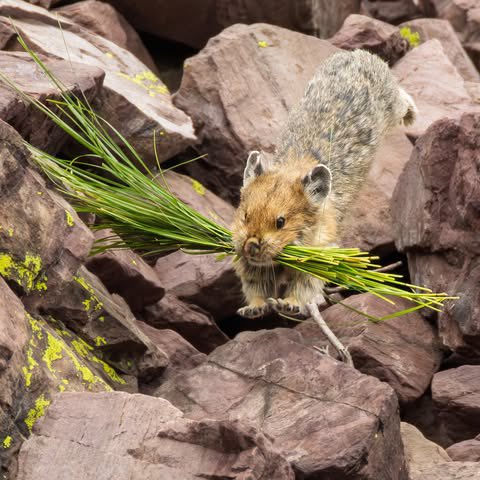 EvolveWildlife's tweet photo. An American pika dashes over lichen-crusted rocks, jaws stuffed with grass it will cure and cache for the coming winter.

📷 Jeff Jones https://t.co/ggYiINdR7a
