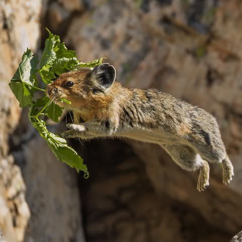 EvolveWildlife's tweet photo. An American pika dashes over lichen-crusted rocks, jaws stuffed with grass it will cure and cache for the coming winter.

📷 Jeff Jones https://t.co/ggYiINdR7a