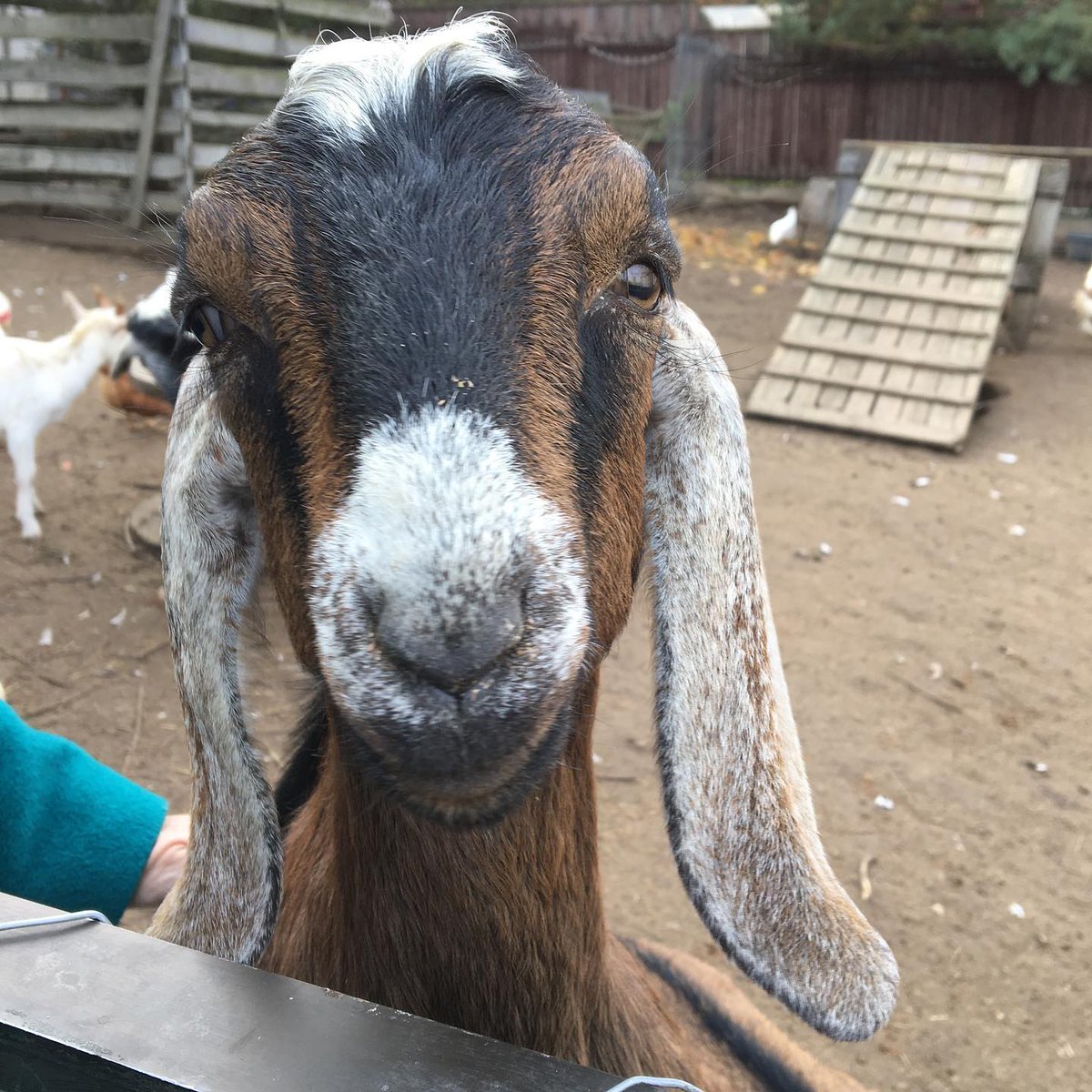 Guga_kuikui's tweet photo. Аллегория нашей жизни..... Козлы 🐐 и куры 🐓 🤣🤣. Некоторые так и живут, глядя на противоположный пол и даже на своих партнеров🤣. А стоит лишь присмотреться повнимательней - козлики могут быть ласковыми, а куры - тихими и полезными в хозяйстве🙌 https://t.co/LXNzOQMsq9