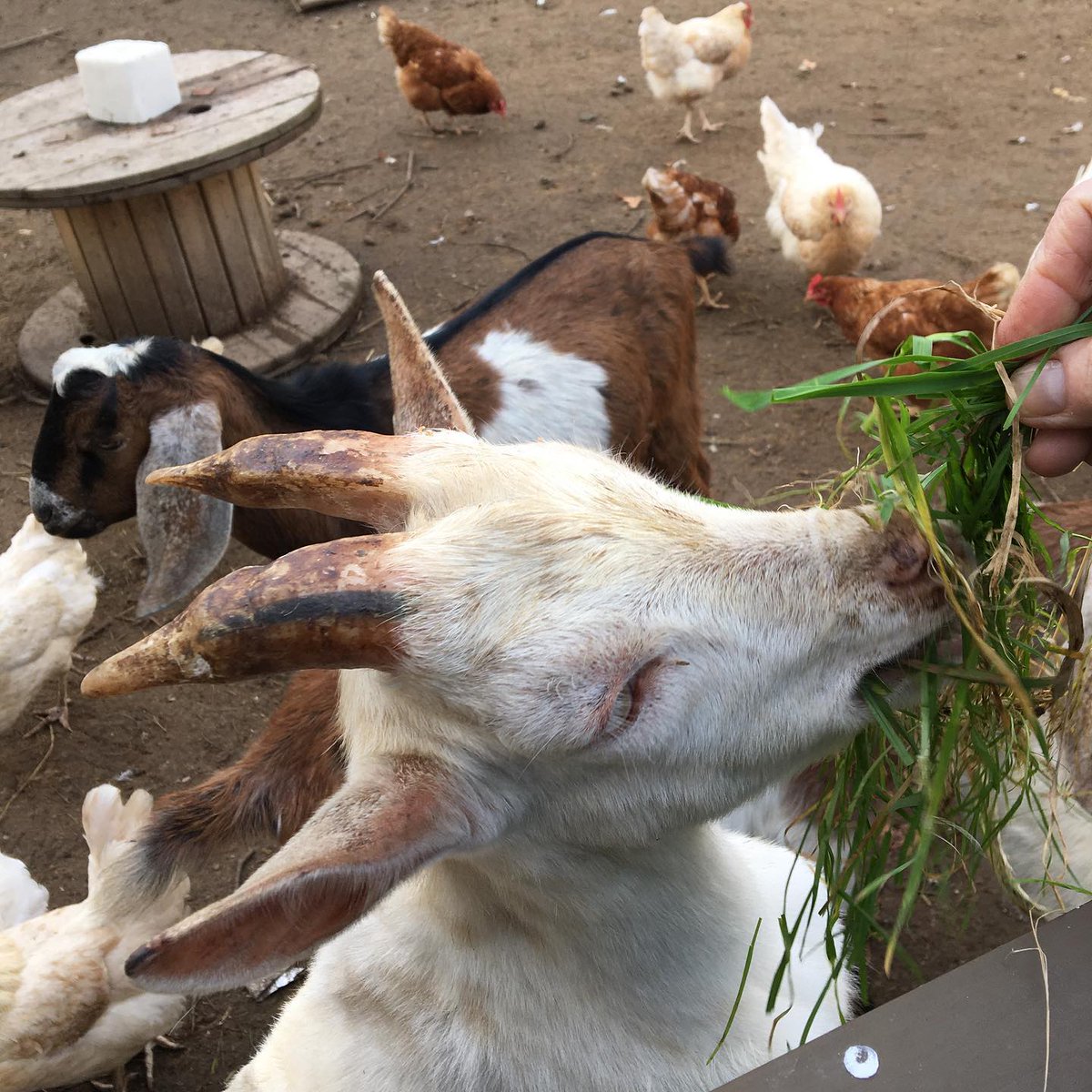 Guga_kuikui's tweet photo. Аллегория нашей жизни..... Козлы 🐐 и куры 🐓 🤣🤣. Некоторые так и живут, глядя на противоположный пол и даже на своих партнеров🤣. А стоит лишь присмотреться повнимательней - козлики могут быть ласковыми, а куры - тихими и полезными в хозяйстве🙌 https://t.co/LXNzOQMsq9