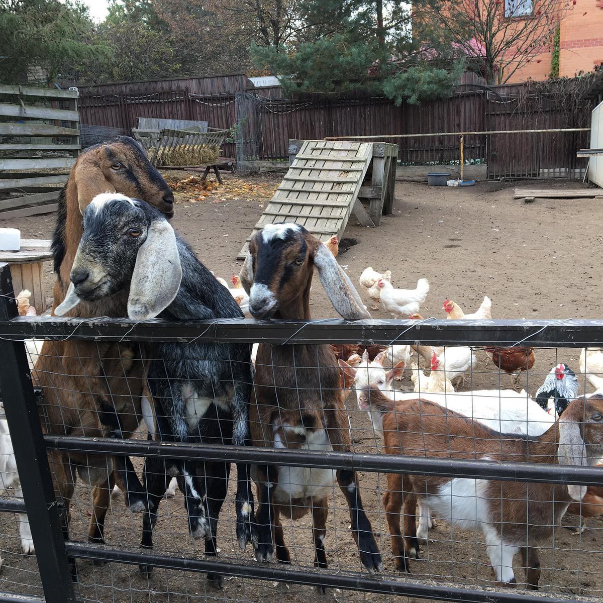 Guga_kuikui's tweet photo. Аллегория нашей жизни..... Козлы 🐐 и куры 🐓 🤣🤣. Некоторые так и живут, глядя на противоположный пол и даже на своих партнеров🤣. А стоит лишь присмотреться повнимательней - козлики могут быть ласковыми, а куры - тихими и полезными в хозяйстве🙌 https://t.co/LXNzOQMsq9