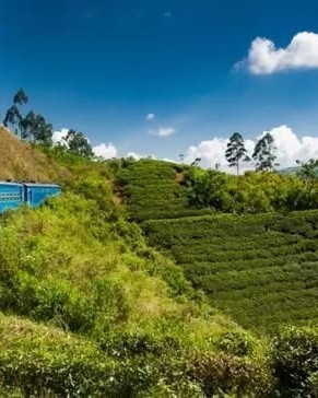 akolatri's tweet photo. Classic Sri Lanka and Maldives Beach
✓ Discover the cultural and scenic highlights of Sri Lanka on this immersive 14‑day tour
✓ Begin in Negombo, a relaxed seaside town with colonial heritage and fishing https://t.co/xviuC4GW1N
