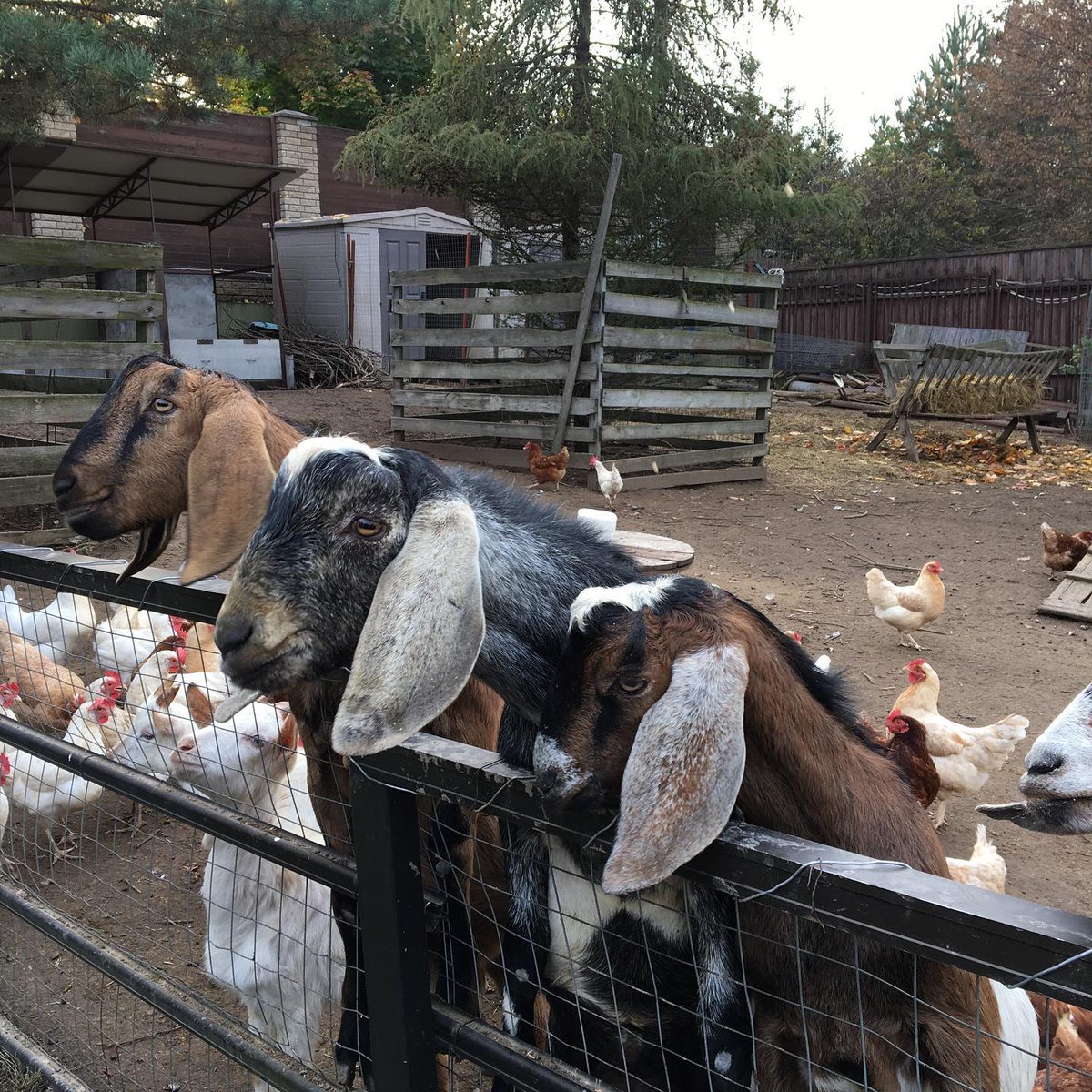 Guga_kuikui's tweet photo. Аллегория нашей жизни..... Козлы 🐐 и куры 🐓 🤣🤣. Некоторые так и живут, глядя на противоположный пол и даже на своих партнеров🤣. А стоит лишь присмотреться повнимательней - козлики могут быть ласковыми, а куры - тихими и полезными в хозяйстве🙌 https://t.co/LXNzOQMsq9