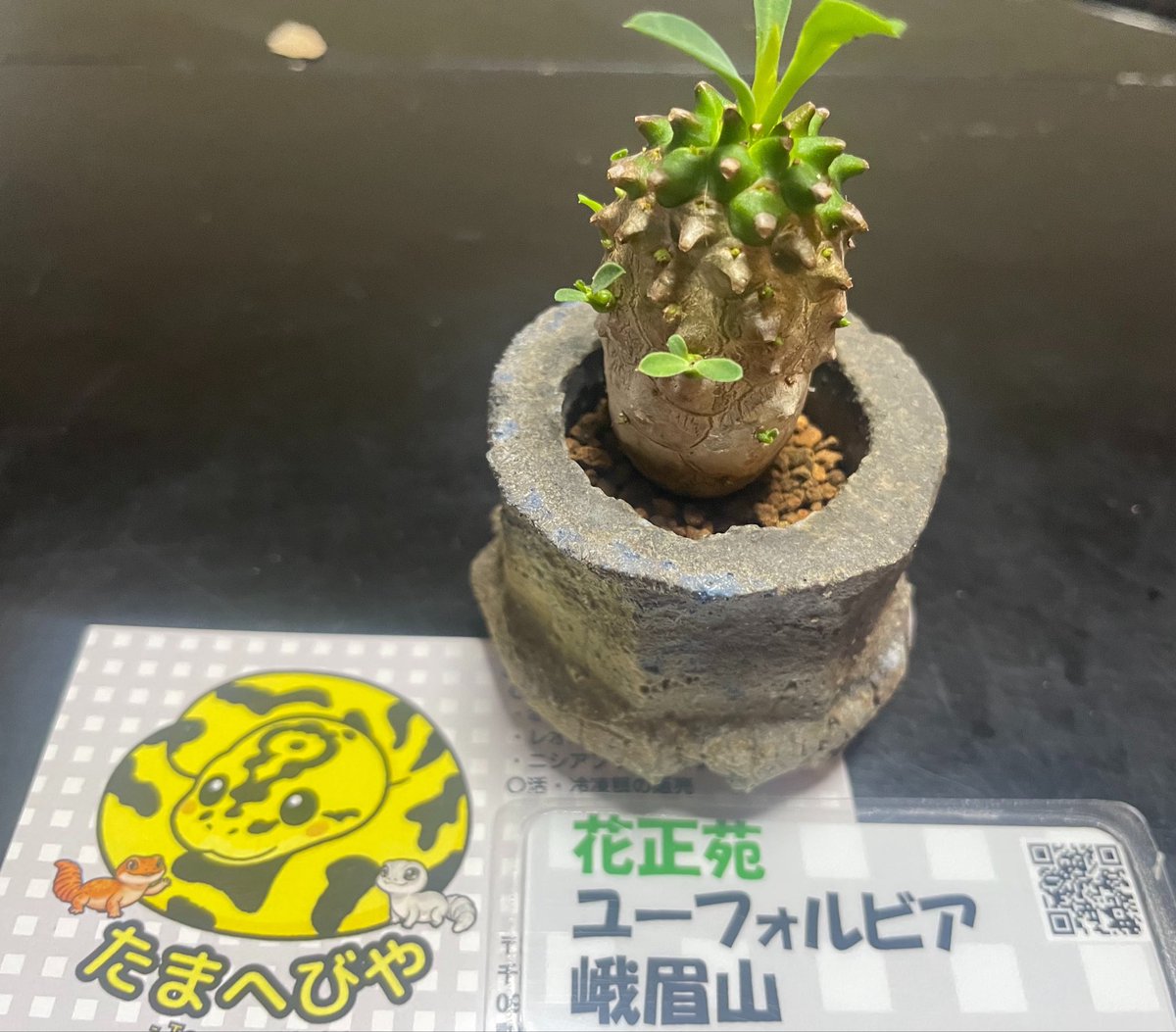gareoga_r's tweet photo. Gecko Market 2026
に行ったのに生体買ってない🤣

たまへびや@Tom97635901  さんで
ユーフォルビア

EQUAL @seiku_08さんの所で
キーホルダー

ゲットしました😊

#GeckoMarket
#ゲコマ https://t.co/hFWaqqajQd