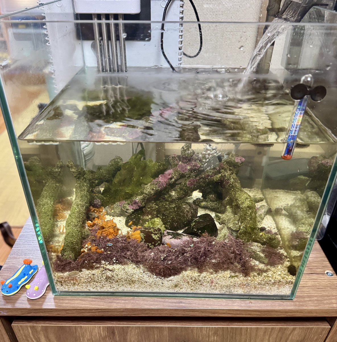 tsukouta_lab's tweet photo. 水槽の水換え中
下にひいている砂も汚れ目立ってきているから、どうにかしないといけないな🤔 https://t.co/GvMVKGL2AR
