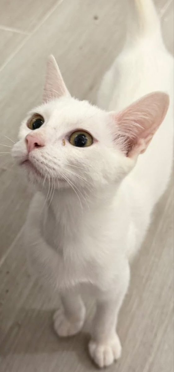 Solopar53137293's tweet photo. #Adopció responsable amb un altre gat preferiblement, per Nina (5 mesos). Va ser abandonada en una colònia. Està sana i és sorda. Es tindrà en compte proteccions en finestres i balcons ☎️ 614 076 600 #XarxaBarcelonaAdopcions #XarxaCatalunyaAdopcions🐱💞 https://t.co/pK9i2iS7xs