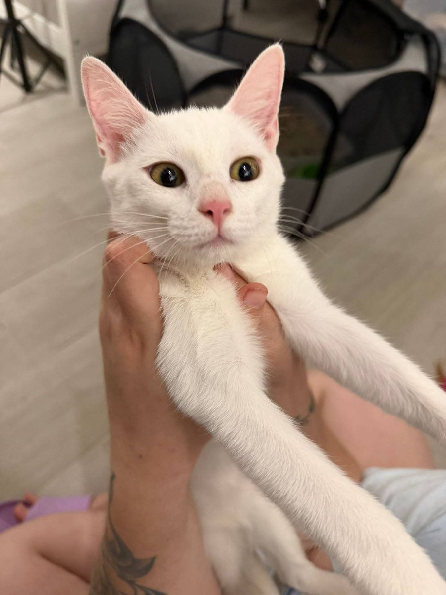 Solopar53137293's tweet photo. #Adopció responsable amb un altre gat preferiblement, per Nina (5 mesos). Va ser abandonada en una colònia. Està sana i és sorda. Es tindrà en compte proteccions en finestres i balcons ☎️ 614 076 600 #XarxaBarcelonaAdopcions #XarxaCatalunyaAdopcions🐱💞 https://t.co/pK9i2iS7xs