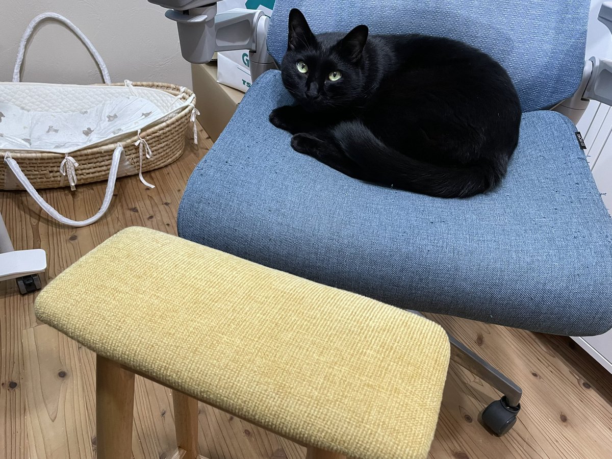 bibi_homa's tweet photo. ビビちゃんに椅子をとられたので、飼い主は手前の腰掛けを使います https://t.co/GKaCOb5Hqp