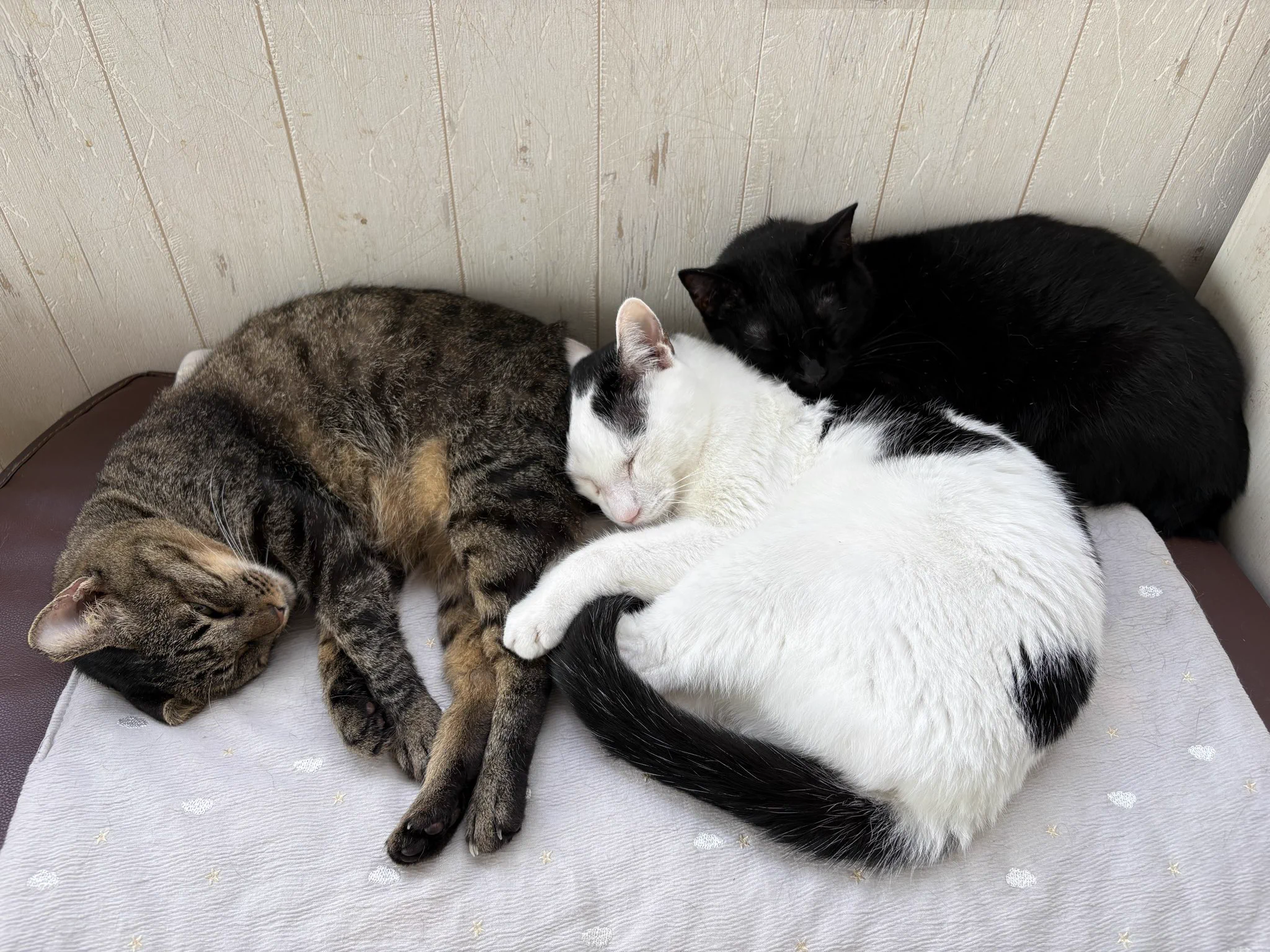 関東3店】譲渡型猫カフェ にゃんくる on X: 