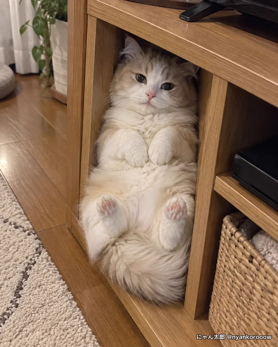 にゃん太郎｜猫画像｜Funny Cats on X: 