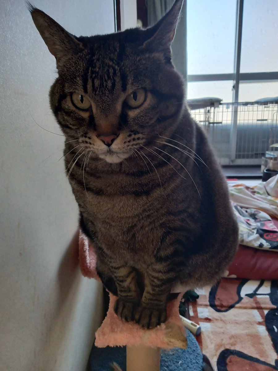 thimonpunba's tweet photo. @munevveralks 何言ってんですかどの猫も世界一可愛いんですよ！でも全宇宙一可愛いのはうちの猫ですからね。 https://t.co/y6B3T9SaHo