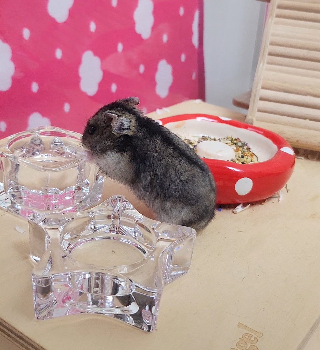 byeo_lu_'s tweet photo. 물 마시는 햄스터 https://t.co/eNABKihExu