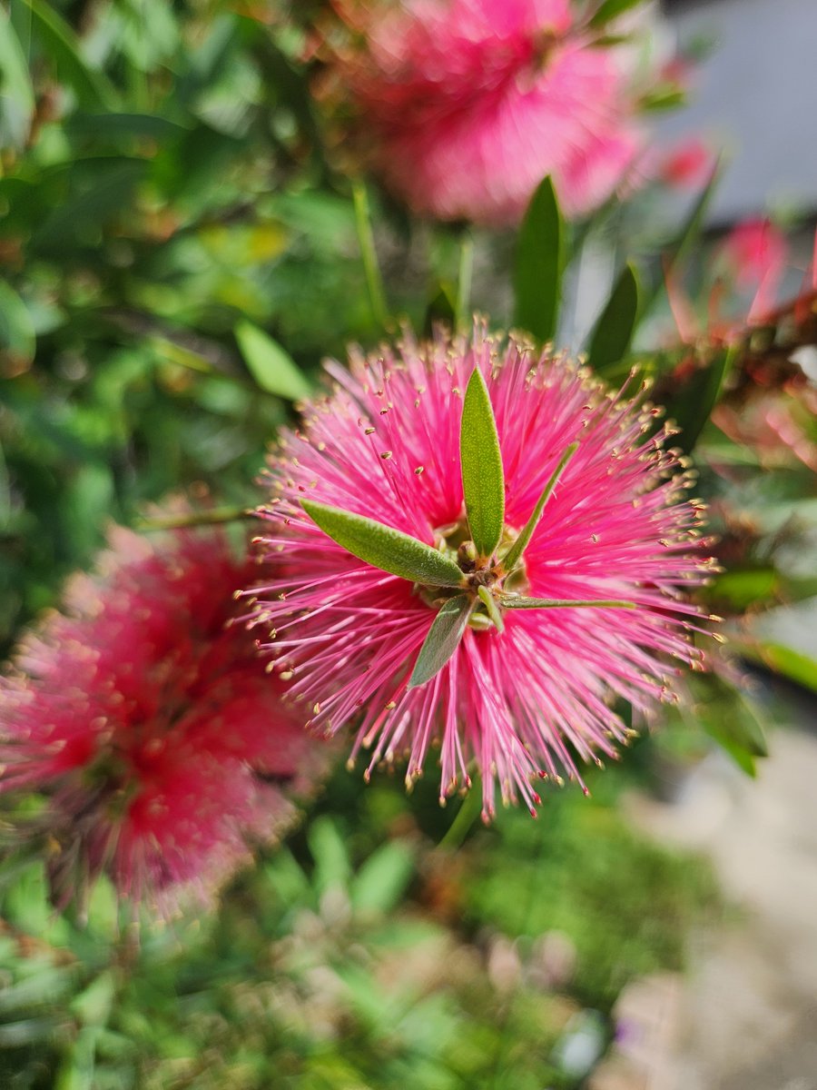 masaki_com's tweet photo. Callistemon is known as the bottlebrush tree. https://t.co/RrlGrL0ehY