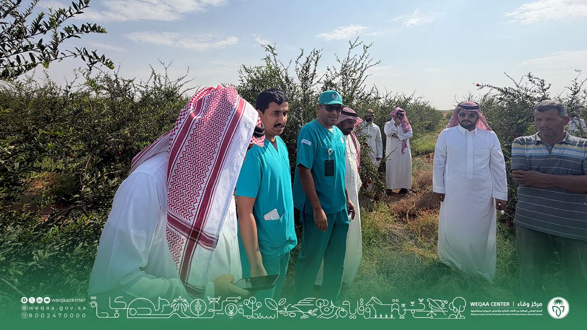 WeqaaCenter's tweet photo. تزامناً مع حملة #تراها_أصح
نفذ مركز #وقاء بمنطقة #القصيم اليوم الحقلي للمزارعين حول "الإدارة المتكاملة لآفات محصول الرمان" بهدف التعريف بالممارسات الزراعية السليمة ورفع جودة المحصول..
#الإدارة_المتكاملة_للآفات_النباتية https://t.co/P1fcuWU0FT