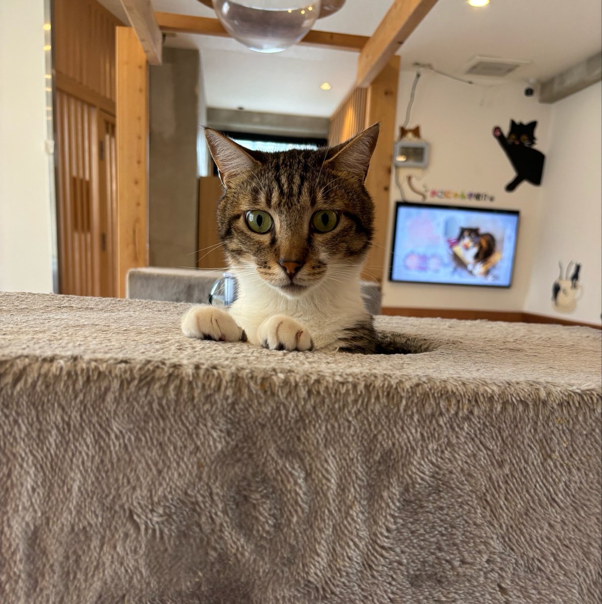 soratobu_tyappi's tweet photo. ポケモンのディグダみたいなまー君。

#かごにゃん　#キャットシェルター　#保護猫カフェ https://t.co/FnlzFIOPhe