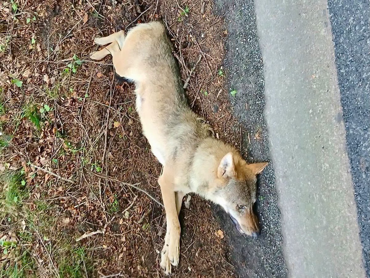 AvanStraaten's tweet photo. Zaterdagmorgen, 12 september 2026 is op de Leuvenumseweg (N302) opnieuw een wolf doodgereden. #ermelo #gelderland #veluwe #wolf https://t.co/1ykCBpqZdW