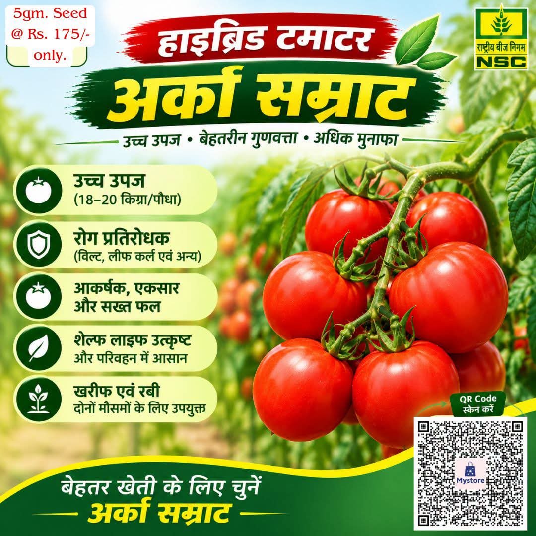 NSCLIMITED's tweet photo. हाइब्रिड वैरायटी 'अर्का सम्राट' की उत्कृष्ट रोग प्रतिरोधक क्षमता के साथ पाएं भरपूर उपज (18-20 किग्रा/पौधा)!🍅✨
NSC स्टोर से 5 ग्राम बीज का पैक ऑर्डर करें@ https://t.co/4ej1QmUyYF मात्र 175/-रू. में|
#NSCSeeds #ArkaSamrat #HybridTomato #TomatoFarming #TamatarKiKheti #HighYield https://t.co/OlfbpMKkQF
