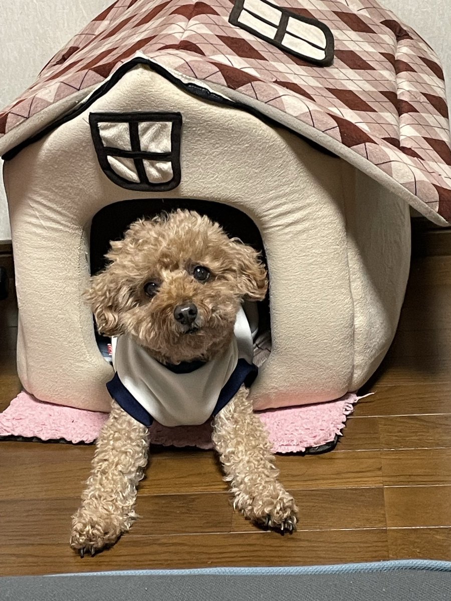 pino337's tweet photo. 昨日ピノくんが天国に🌈

腎臓の具合でしばらくカリカリ食べず。
体重は徐々に減り。
最後の1か月は好物を頑張って食べてくれました。

14年と９ヶ月
今まで本当にありがとう🙏
ずっとずっと大好きだよ。 https://t.co/tlllvyLWuZ